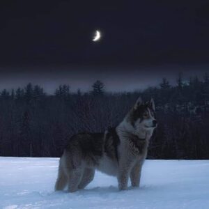 Magical adventure under the stars